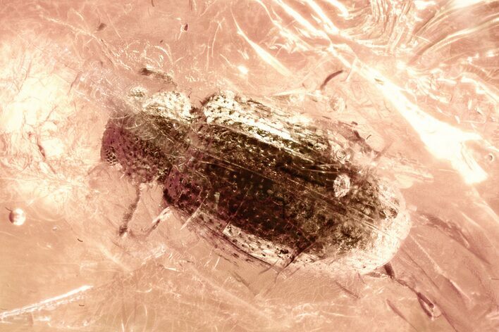 Fossil Fungus Beetle (Corticariinae) and True Midge in Baltic Amber #381260